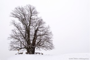 Linner Linde, Linn, Linde von Linn, Aargau