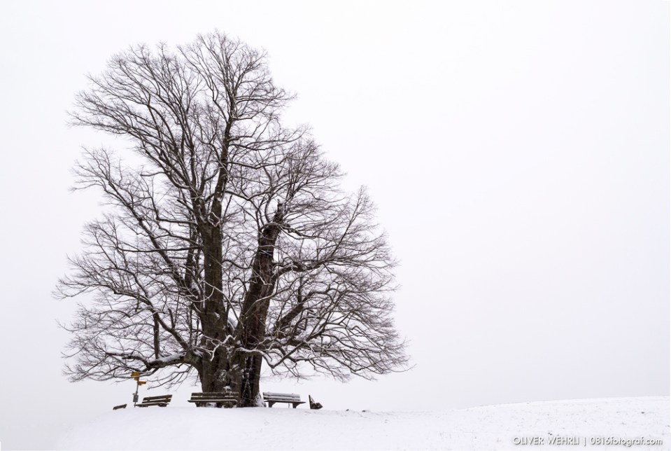 Linner Linde, Linn, Linde von Linn, Aargau