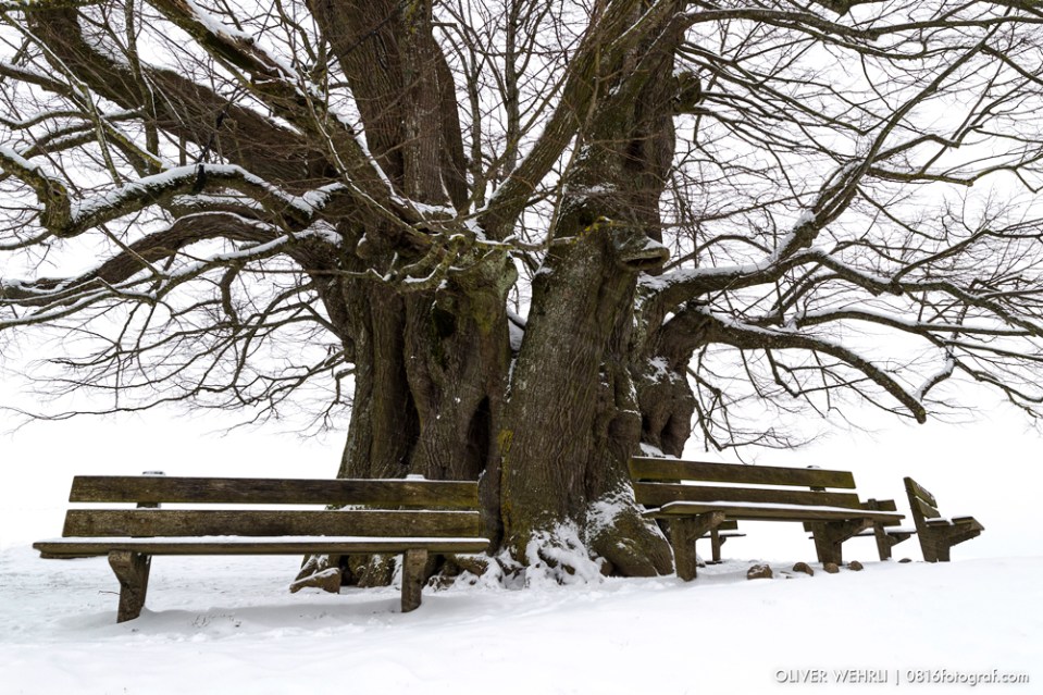 Linner Linde, Linn, Linde von Linn, Aargau