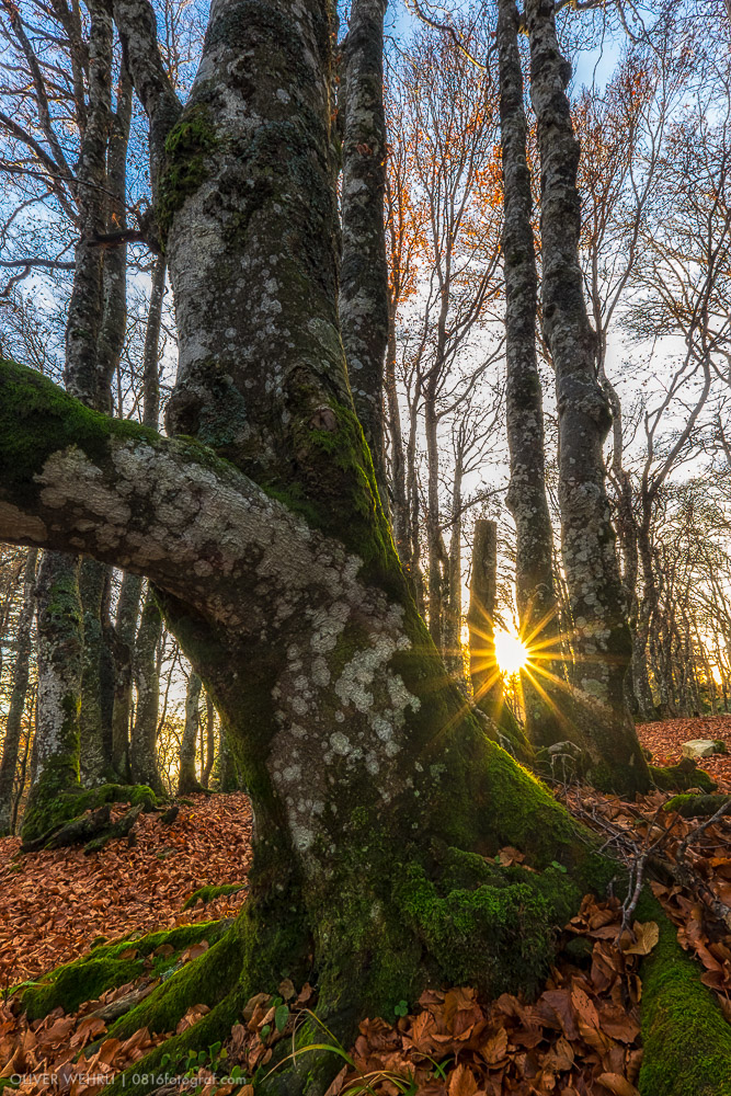 Grenchenberg, Baum, Herbst, Gegenlicht, Sonne, Fuji,