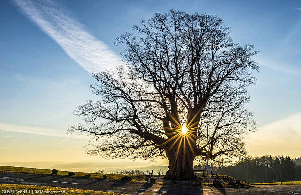 Linner Linde, Linn, Linde von Linn, Aargau