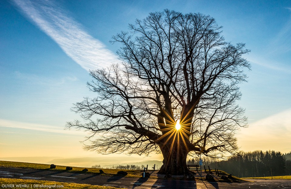 Linner Linde, Linn, Linde von Linn, Aargau