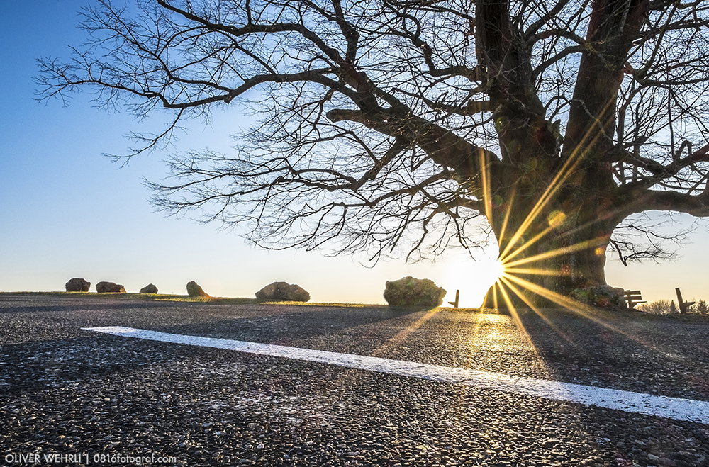 Linner Linde, Linn, Linde von Linn, Aargau