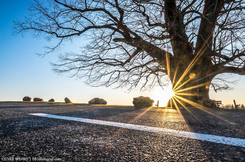Linner Linde, Linn, Linde von Linn, Aargau