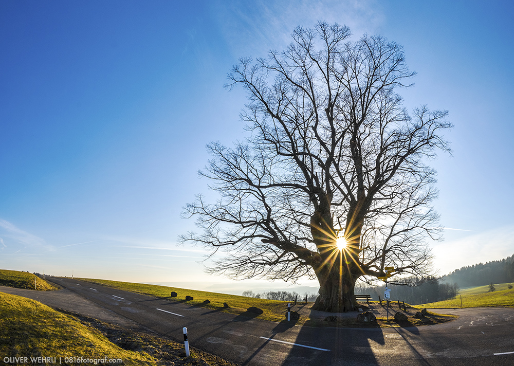 Linner Linde, Linn, Linde von Linn, Aargau