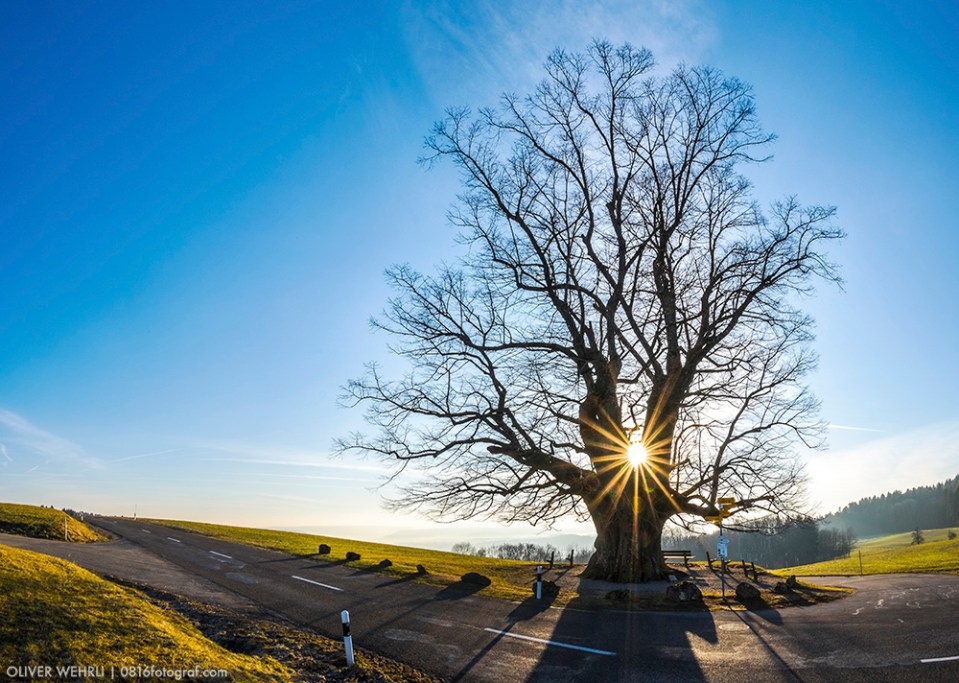 Linner Linde, Linn, Linde von Linn, Aargau