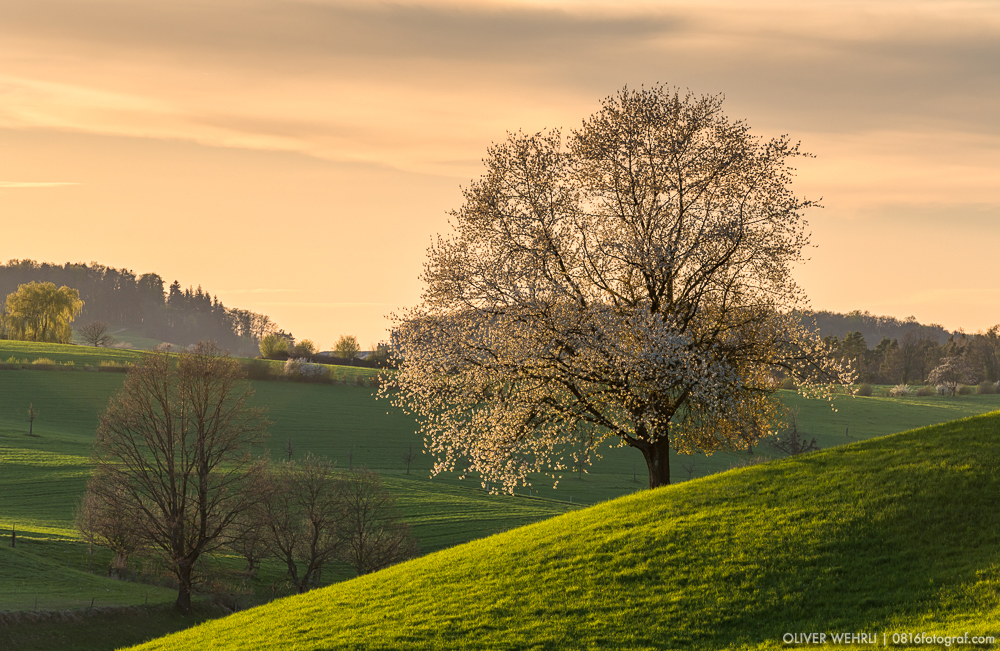 Fricktal, Kirschbaum,