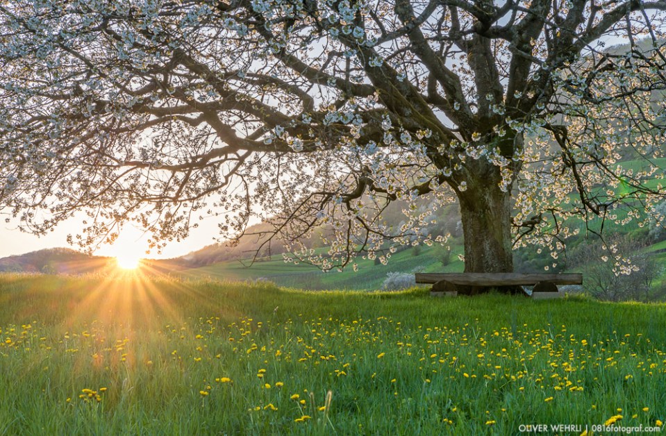 Kirschblüte, Kirschbaum, Schenkenbergertal