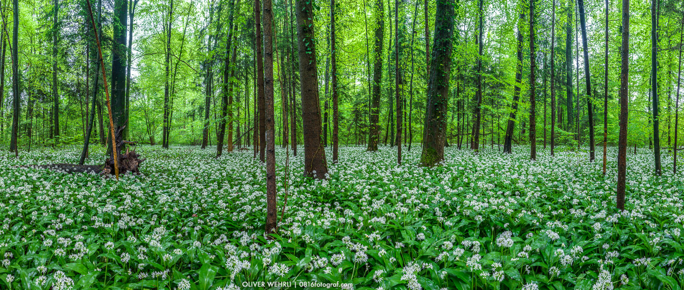 Bärlauch, Wald, Bärlauchblüte