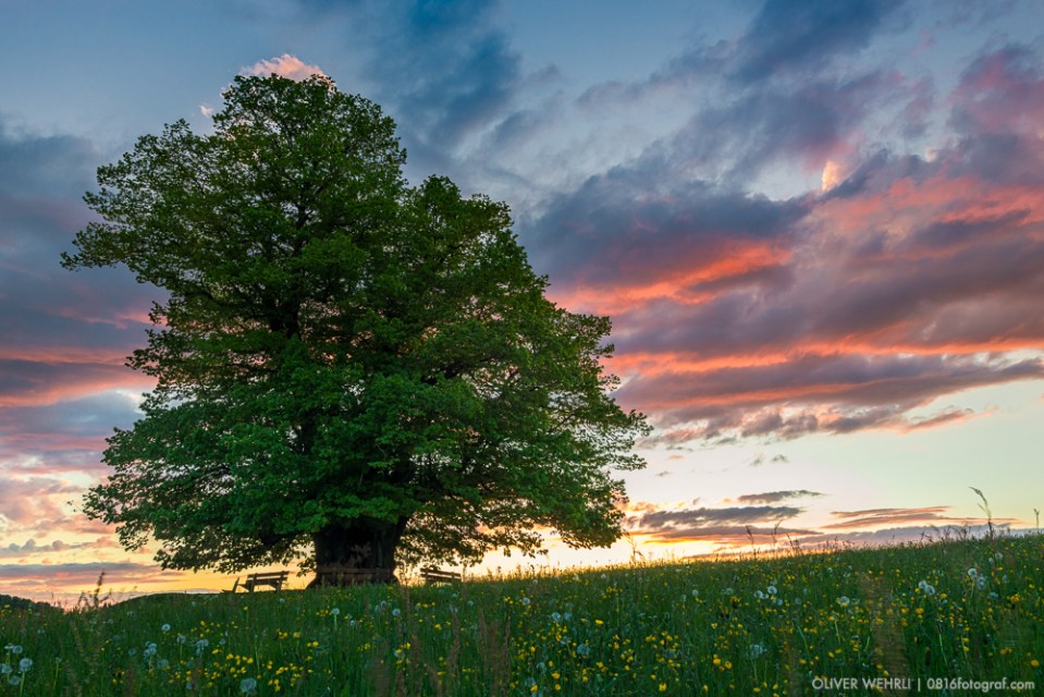 Linner Linde, Linn, Linde von Linn, Aargau