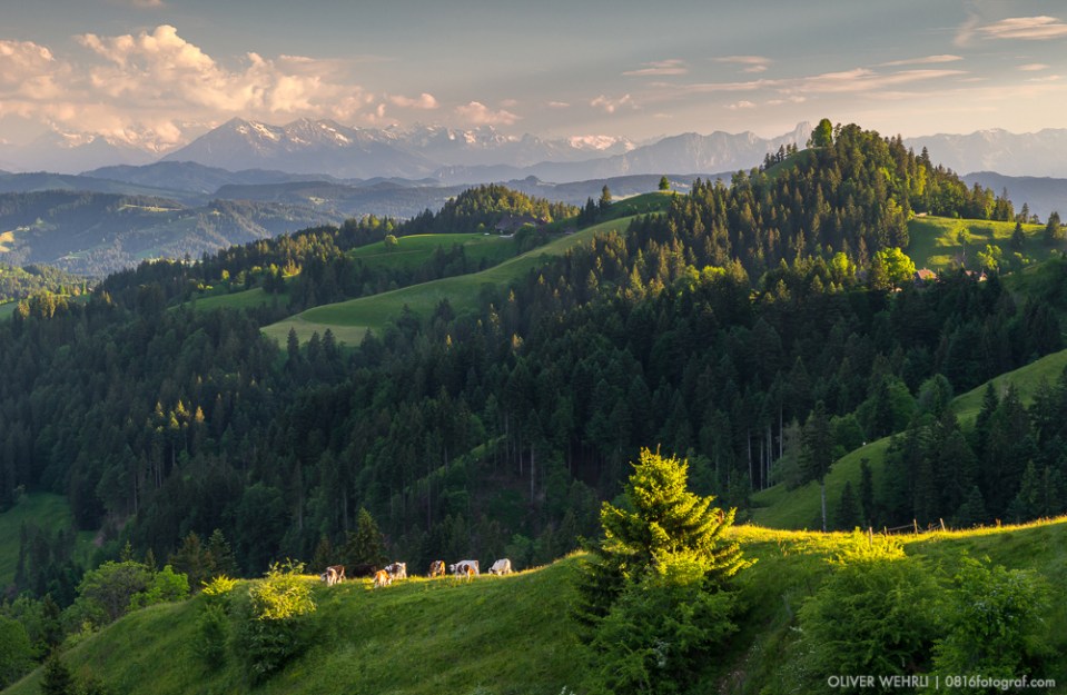 Lüderenalp, Luederenalp, Kuh, Kühe, Emmental, Hügellandschaft, Wasen i. E., Abendlicht