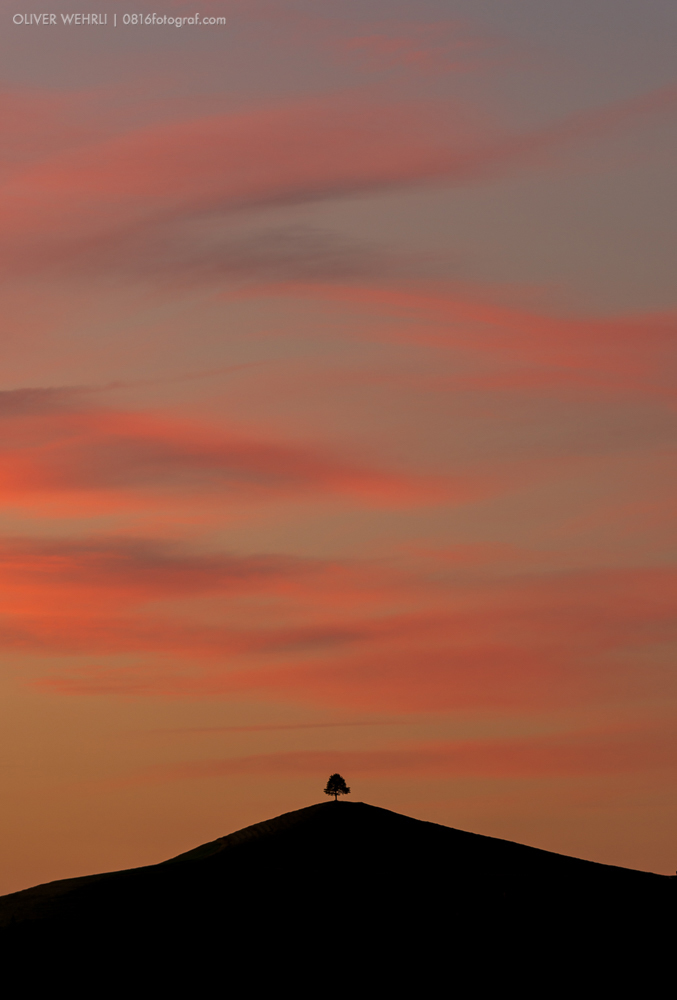 Emmental, Solitärbaum, Hügellandschaft, Wasen i. E., Lüderenalp