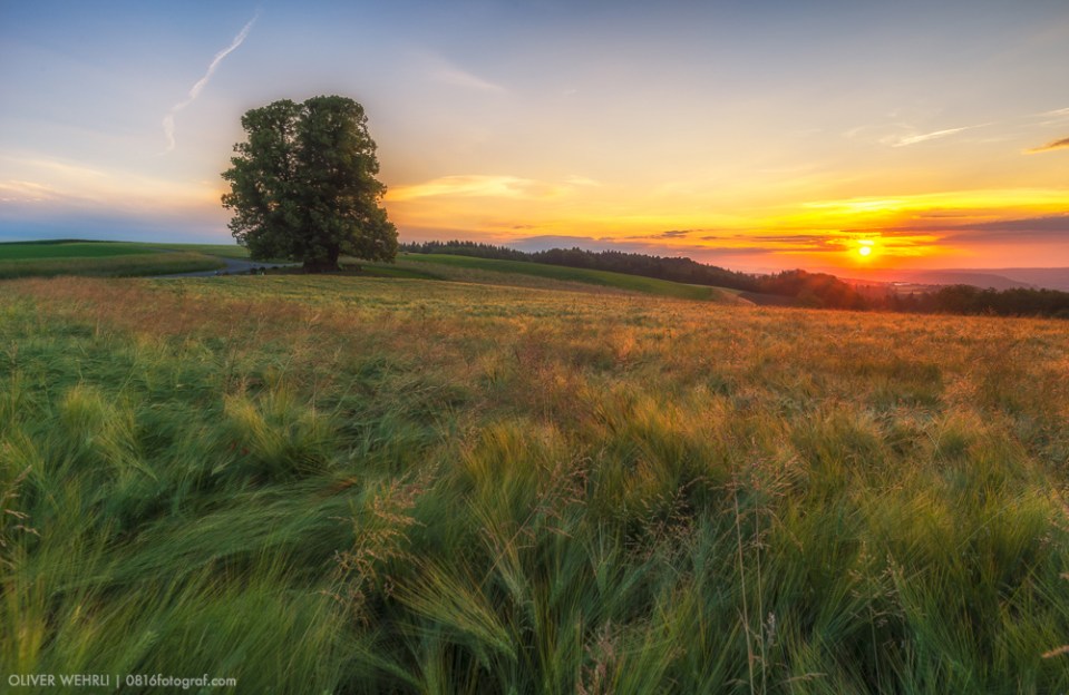 Linner Linde, Linde von Linn, Linn, Aargau, Sonnenaufgang