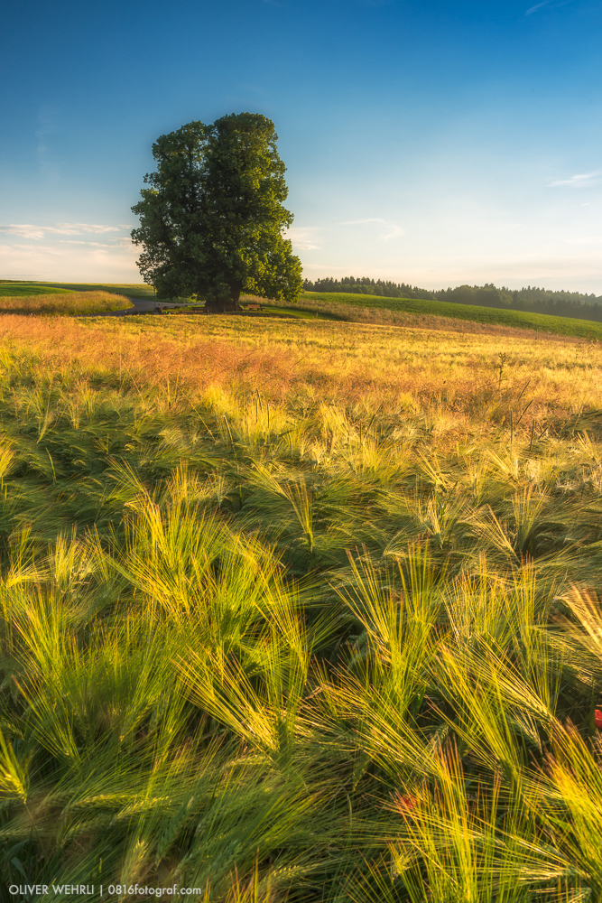 Linner Linde, Linde von Linn, Linn, Aargau, Sonnenaufgang