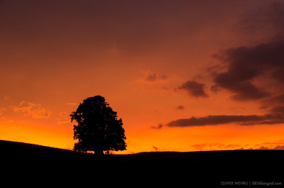 Linner Linde, Linde von Linn, Sonnenuntergang, sunset, Aargau
