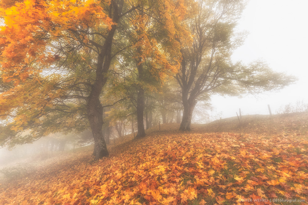 Fuji X-T1, Fujinon, Belchenflue, Jura, Nebel, Landschaft, Landschaftsfotografie,