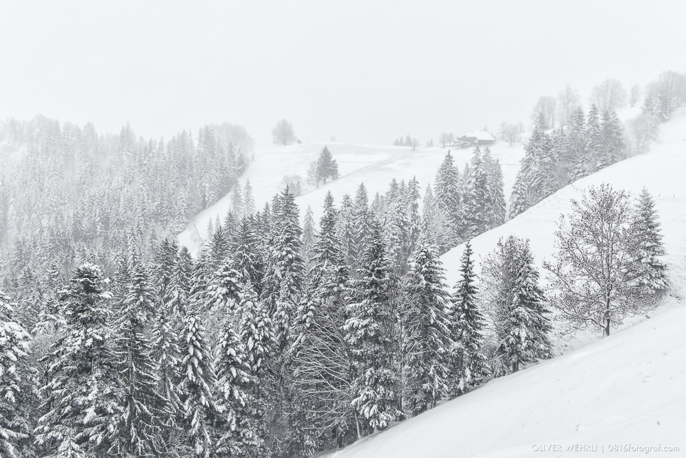 Emmental, Winter, Wintereinbruch, Schnee, Ahorn, Schneelandschaft, Landschaftsfotografie