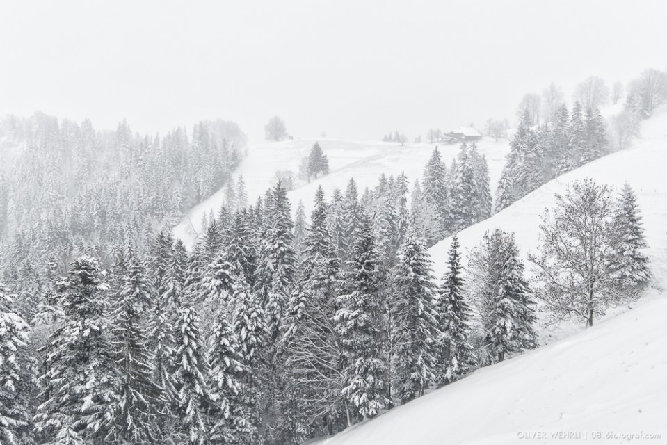 Emmental, Winter, Wintereinbruch, Schnee, Ahorn, Schneelandschaft, Landschaftsfotografie