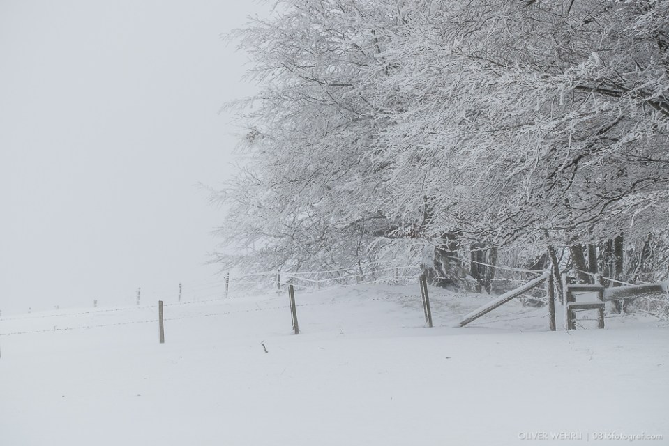 Emmental, Winter, Wintereinbruch, Schnee, Ahorn, Schneelandschaft, Landschaftsfotografie
