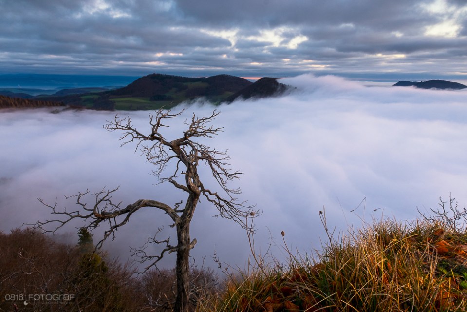 knorriger Baum auf der Wasserflue