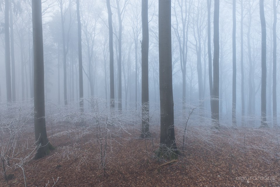 ein kalter Morgen im Jura Südfuss und dem in Nebel eingehüllten Winterwald. Aufnahme mit Fuji X-T1, 10-24mm