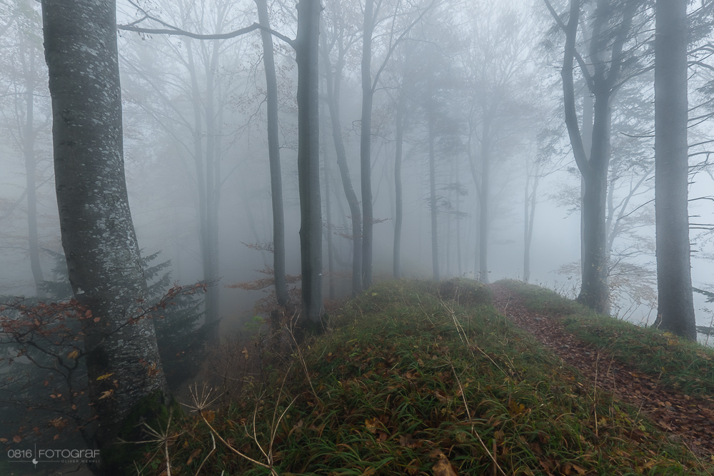 Wals auf Belchenflue im Nebel, Herbstfoto, Landschaftsfotografie