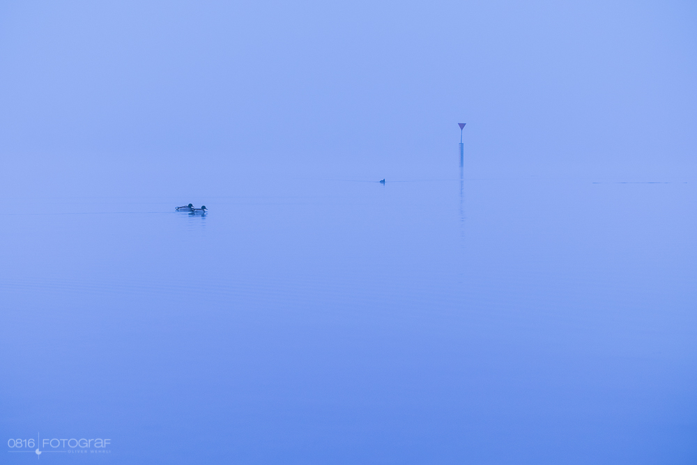 Hallwilersee, Nebel, Morgennebel, Winter