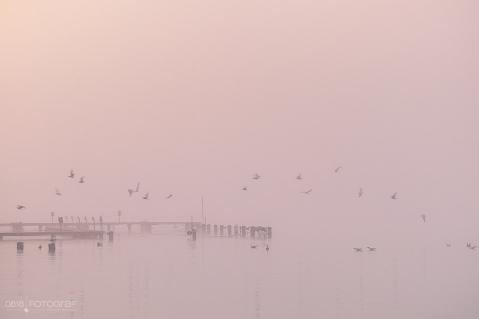 Seetal mit Hallwilersee, Morgennebel, Nebel, Wintermorgen