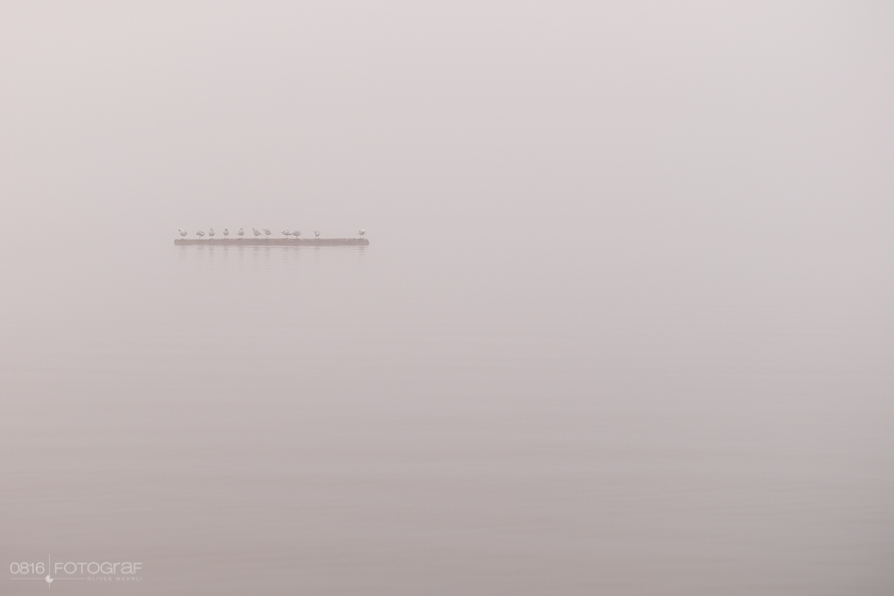 Morgennebel und Möwen am Hallwilersee