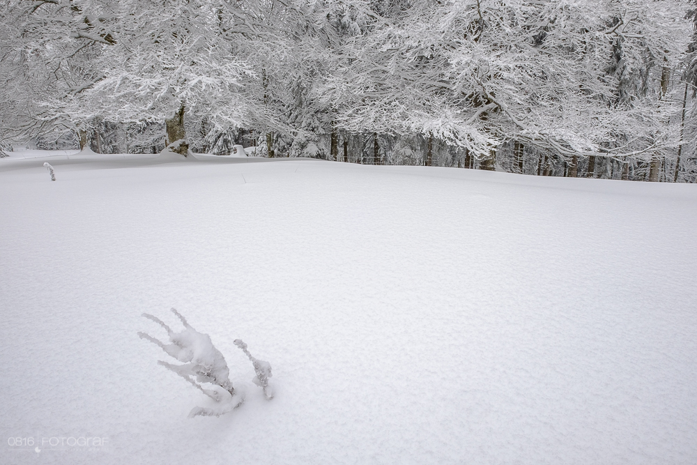 Schnee, winter, jura, grenchenberg, winterlich, neuschnee, landschaft, landschaftsfotografie,
