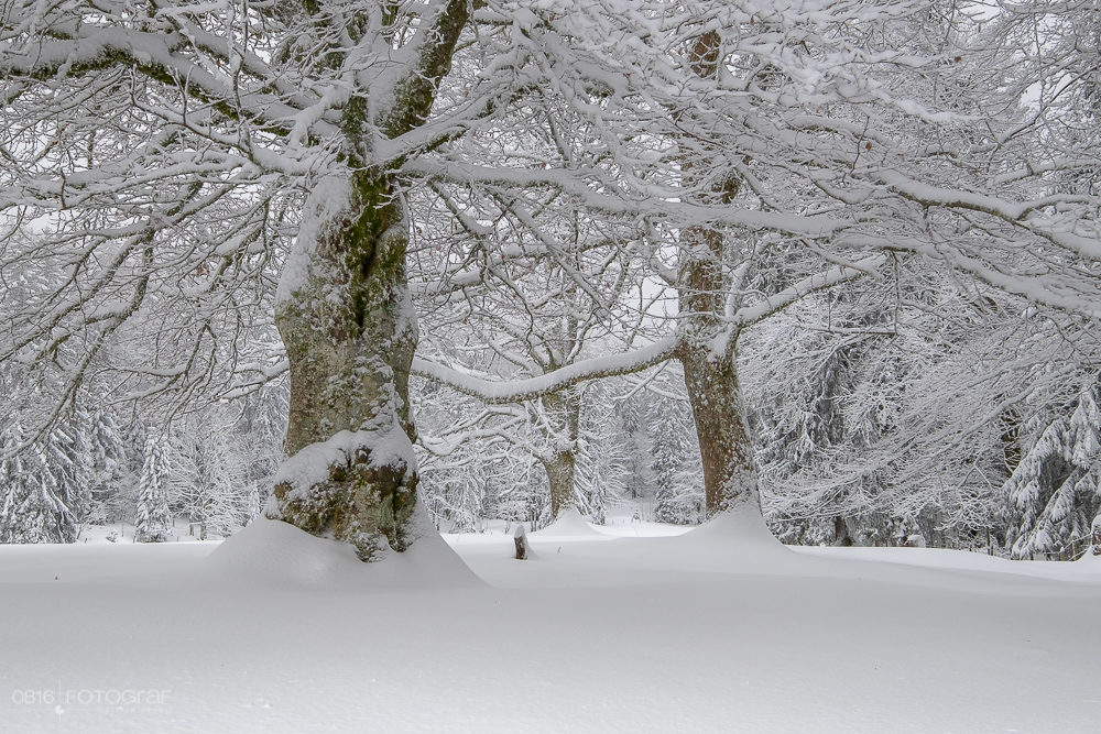 Schnee, winter, jura, grenchenberg, winterlich, neuschnee, landschaft, landschaftsfotografie,