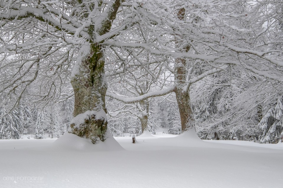 Schnee, winter, jura, grenchenberg, winterlich, neuschnee, landschaft, landschaftsfotografie,