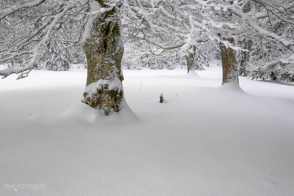 Schnee, winter, jura, grenchenberg, winterlich, neuschnee, landschaft, landschaftsfotografie,