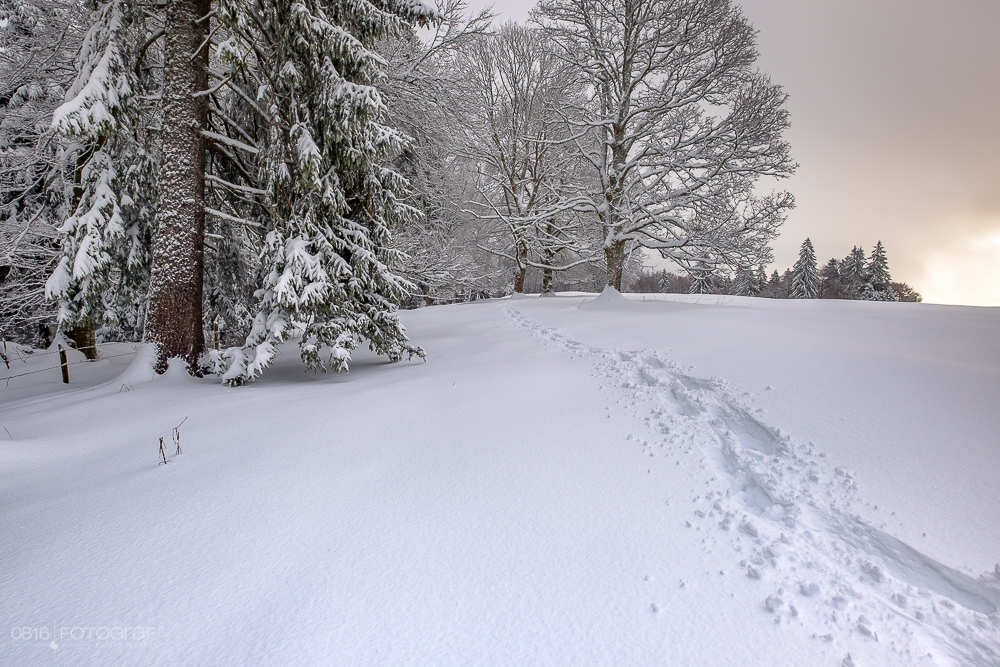 Schnee, winter, jura, grenchenberg, winterlich, neuschnee, landschaft, landschaftsfotografie,