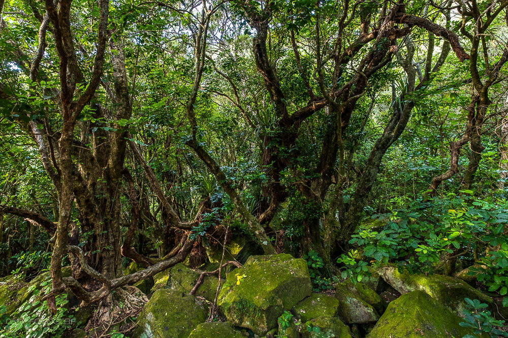 Neuseeland, Coromandel, Cathedral Cove, Wald, Urwald, Native Forest