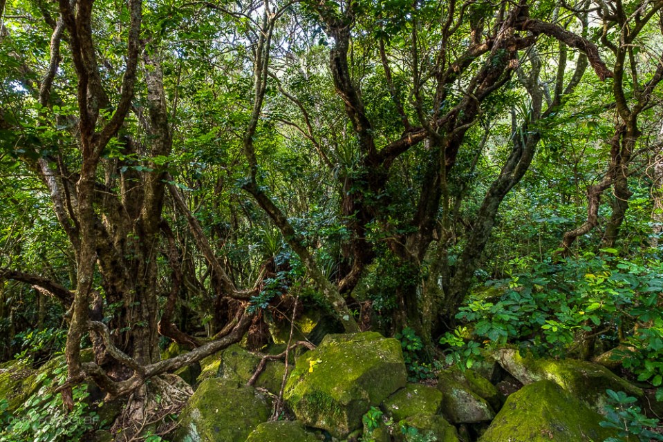 Neuseeland, Coromandel, Cathedral Cove, Wald, Urwald, Native Forest