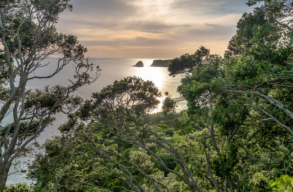 Grün, Coromandel, Neuseeland, Cathedral Cove