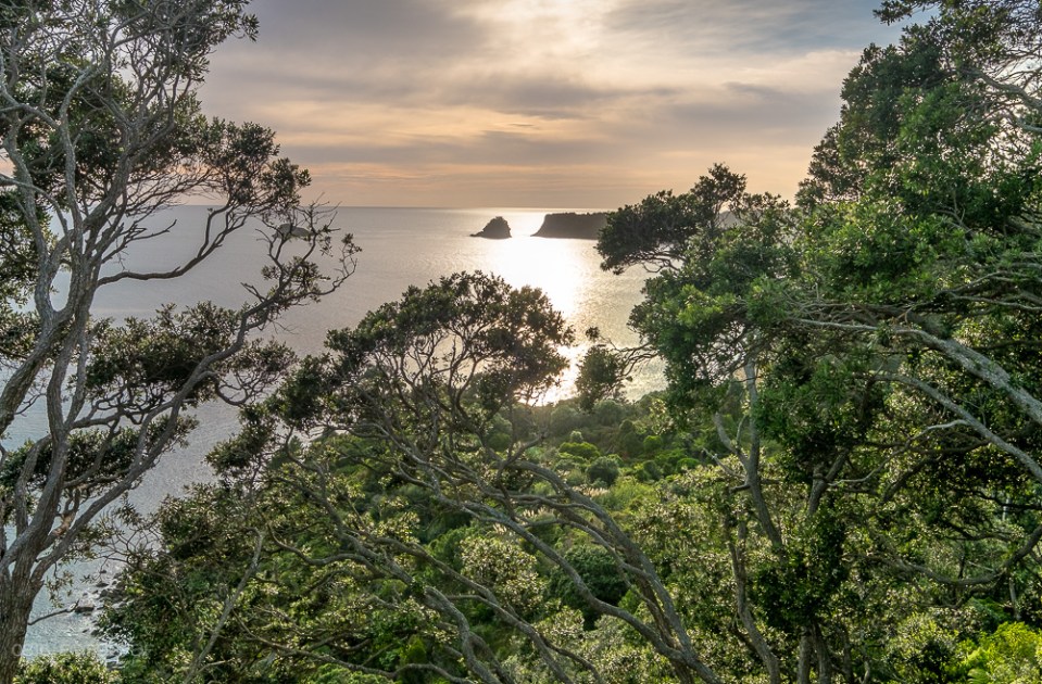 Grün, Coromandel, Neuseeland, Cathedral Cove
