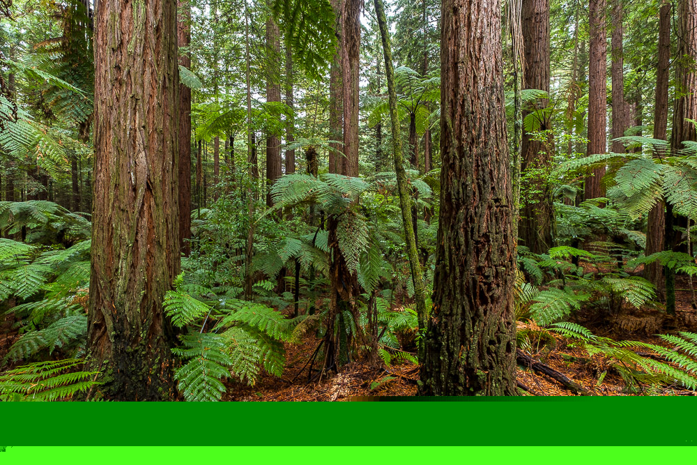 Redwood Forest, Neuseeland, Rotorua, New Zealand, Forest