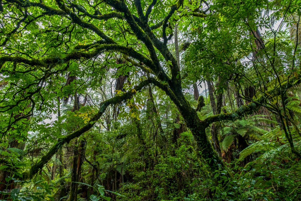 Rainforest, Jungle, Grüner Wald, Wald, Forest, Rainforest New Zealand, Rotorue, Redwood Forest,