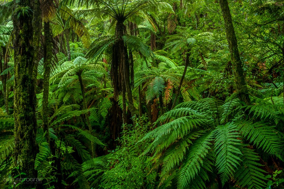 Rainforest, Jungle, Grüner Wald, Wald, Forest, Rainforest New Zealand, Rotorue, Redwood Forest,