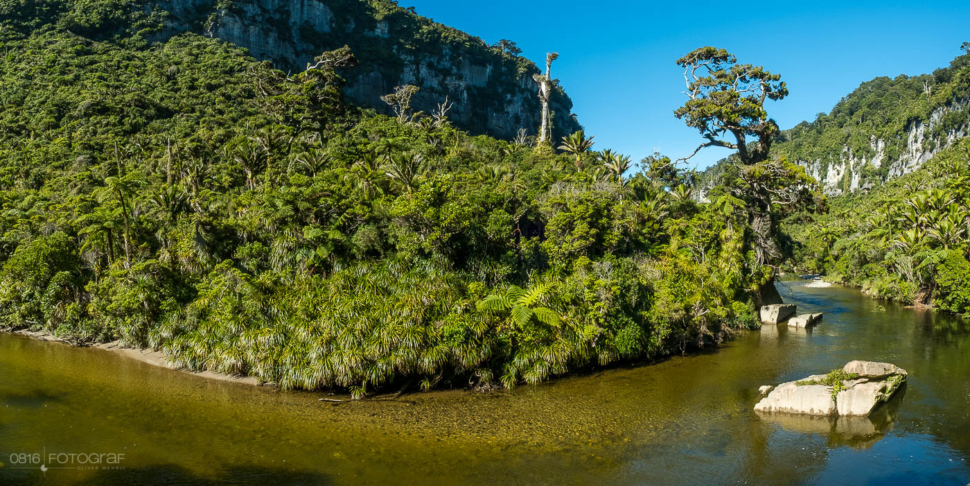 Westküste Neuseeland, Südinsel, Pororari River, Regendwald, New Zealand, Green Bush, Rainforest, Regenwald Neuseeland