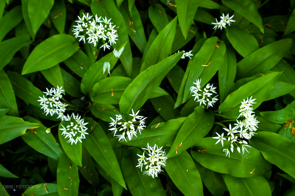 Bärlauch, Wald, Bärlauchblüte, Bärlauch-Wald, Aargau
