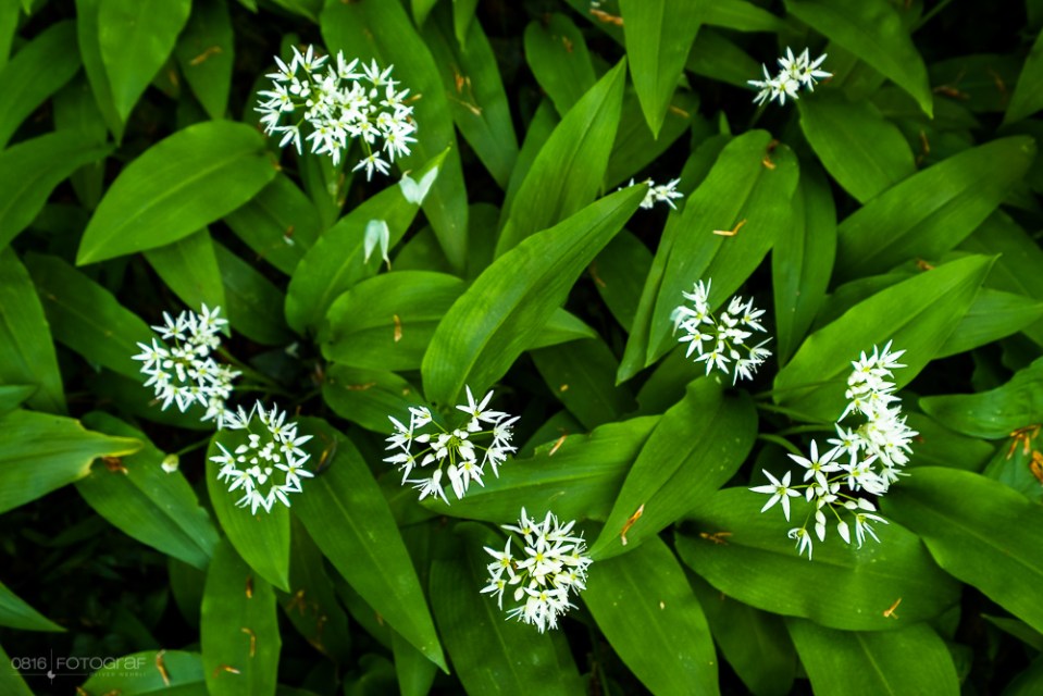 Bärlauch, Wald, Bärlauchblüte, Bärlauch-Wald, Aargau