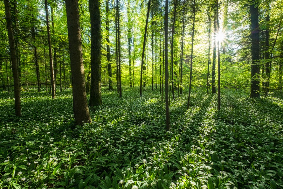 Bärlauch, Wald, Bärlauchblüte, Bärlauch-Wald, Aargau