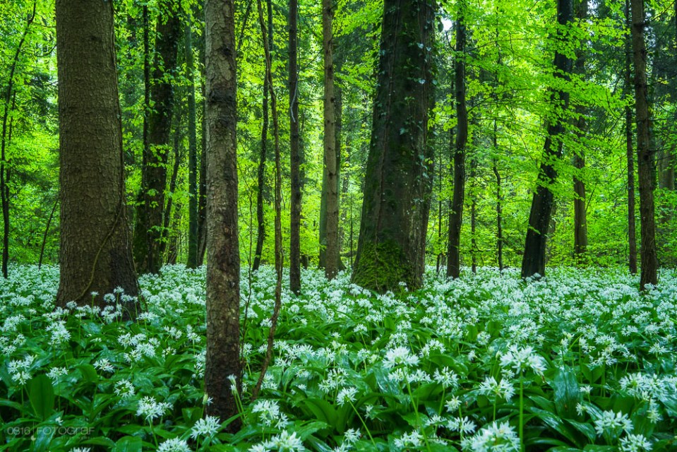 Bärlauch, Wald, Bärlauchblüte, Bärlauch-Wald, Aargau