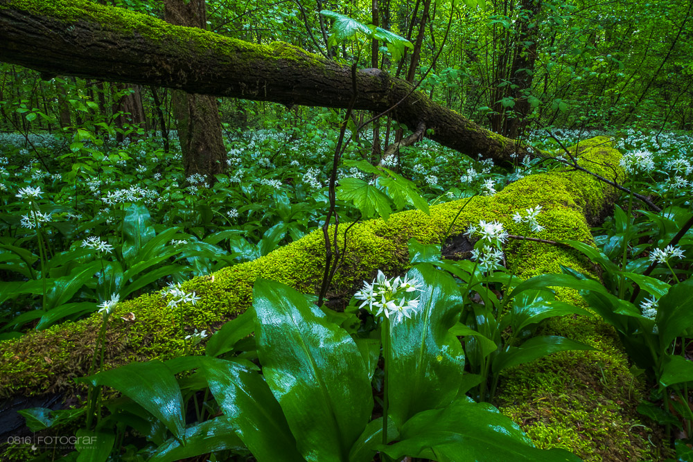 Bärlauch, Wald, Bärlauchblüte, Bärlauch-Wald, Aargau