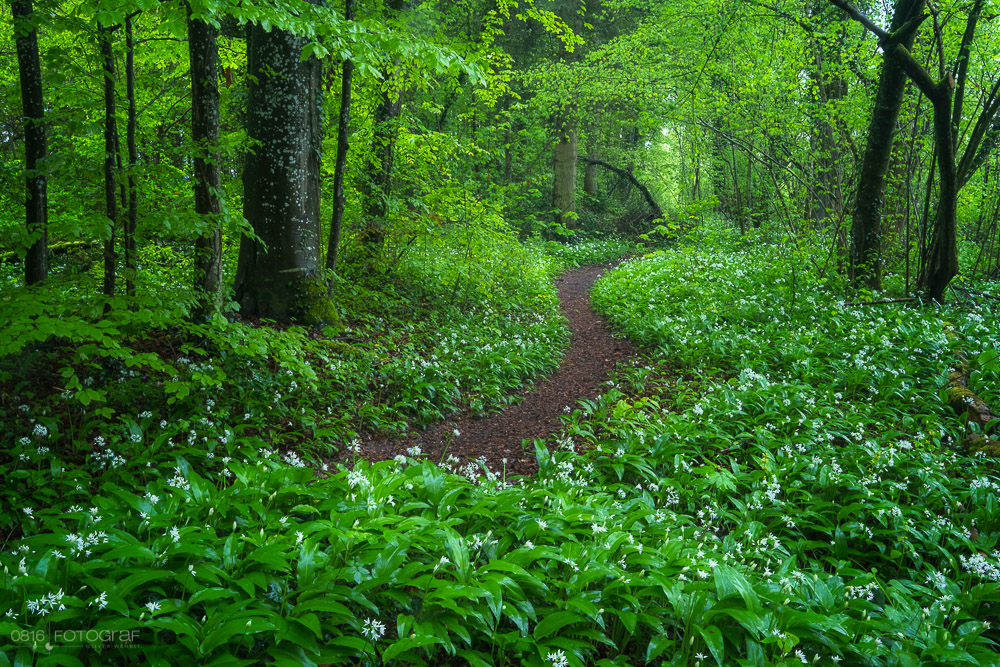 Bärlauch, Wald, Bärlauchblüte, Bärlauch-Wald, Aargau