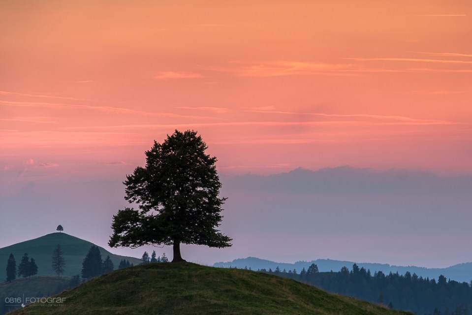 Emmental, Solitär, Ahorn, ahornalp, Sonnenuntergang, Fujifilm, Hügellandschaft, Hügel, einzelbaum, baum, eriswil, eriswil alp, emmentaler hügellandschaft sonnenuntergang, Solitärbaum, Einzelbaum