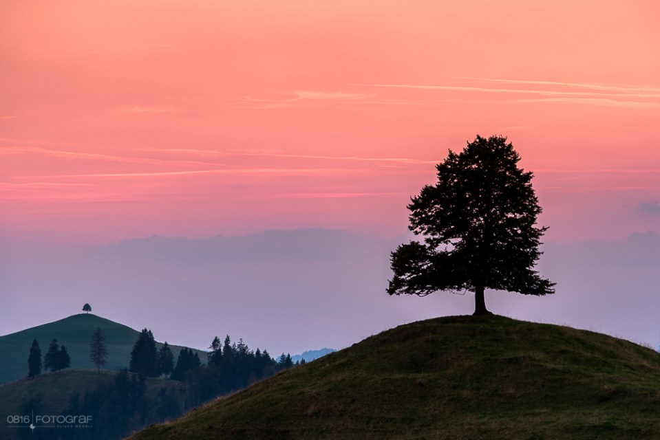 Emmental, Solitär, Ahorn, ahornalp, Sonnenuntergang, Fujifilm, Hügellandschaft, Hügel, einzelbaum, baum, eriswil, eriswil alp, emmentaler hügellandschaft sonnenuntergang, Solitärbaum, Einzelbaum